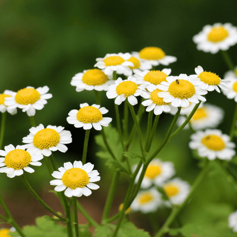 Feverfew – 100 Seeds, additional product view 2