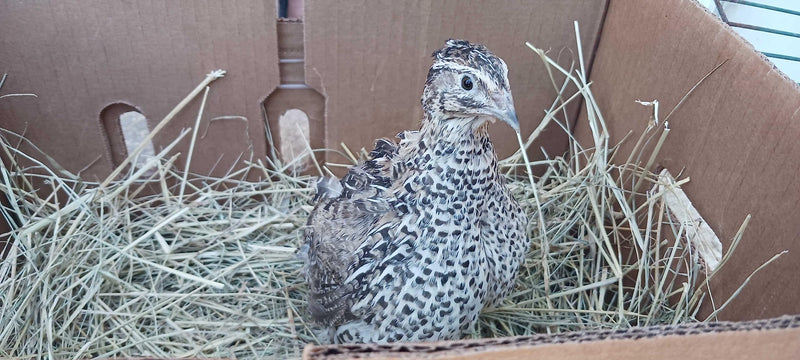 Load image into Gallery viewer, Falb-Fee Quail Hatching Eggs
