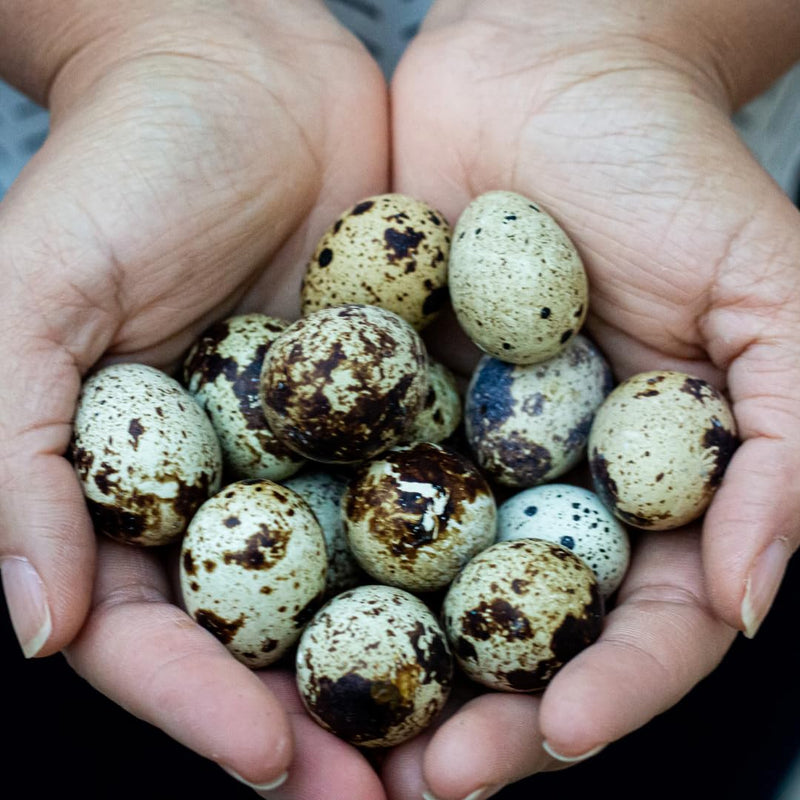 Load image into Gallery viewer, 36 Quail Eggs for Hatching - Fertile Coturnix Selection Hens Choice, AI &amp; NPIP Certified, Sustainably Sourced from Family-Run Farms, Farm Fresh Delivery with Minimal Breakage
