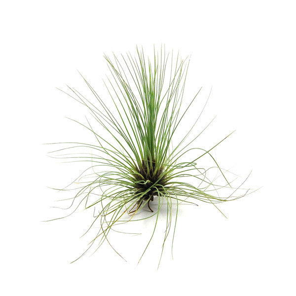 Load image into Gallery viewer, Tillandsia Filifolia Air Plants
