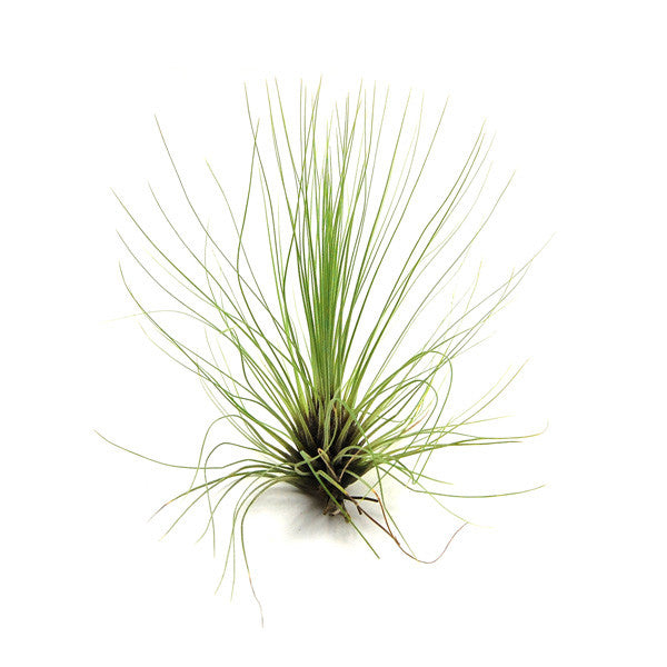 Load image into Gallery viewer, Tillandsia Filifolia Air Plants
