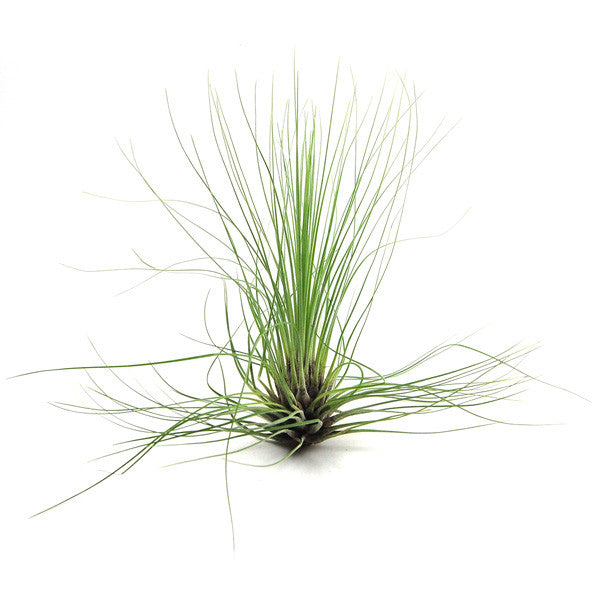 Load image into Gallery viewer, Tillandsia Filifolia Air Plants
