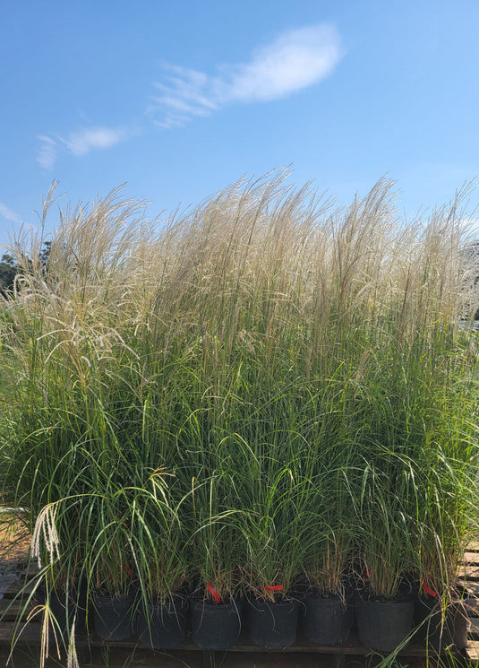 Fire Dragon Maiden Grass - Miscanthus sinensis Mystal™ 'Fire Dragon' PP