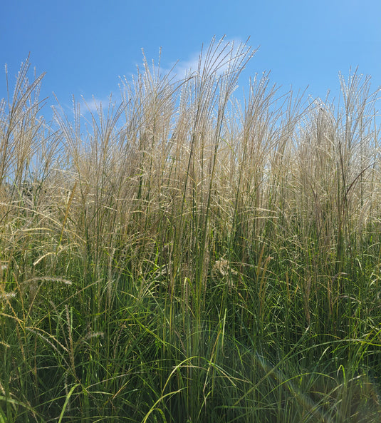 Fire Dragon Maiden Grass - Miscanthus sinensis Mystal™ 'Fire Dragon' PP