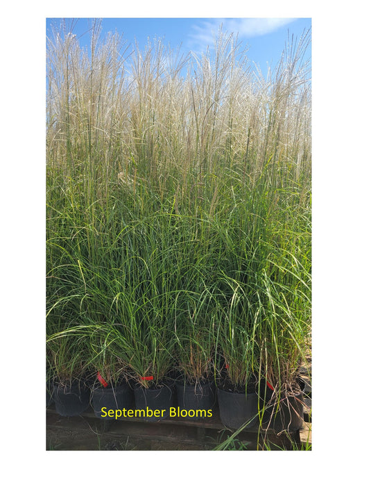 Fire Dragon Maiden Grass - Miscanthus sinensis Mystal™ 'Fire Dragon' PP