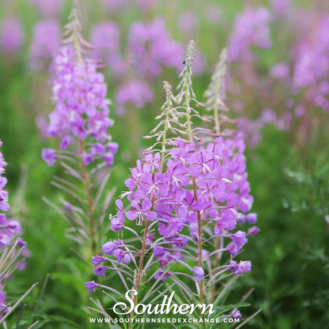 Fireweed Willowherb seeds package, 100 count, GrowTime Garden Supply