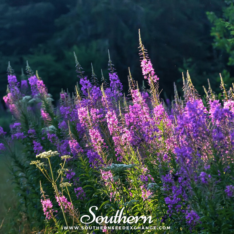 Load image into Gallery viewer, Fireweed (Willowherb) – 100 Seeds
