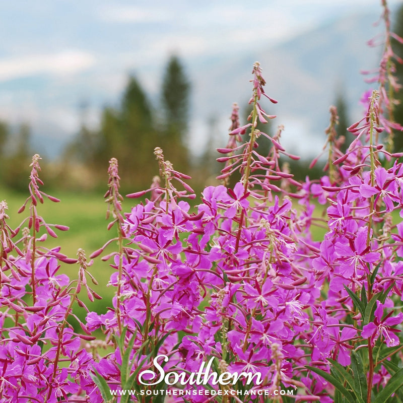 Load image into Gallery viewer, Fireweed (Willowherb) – 100 Seeds
