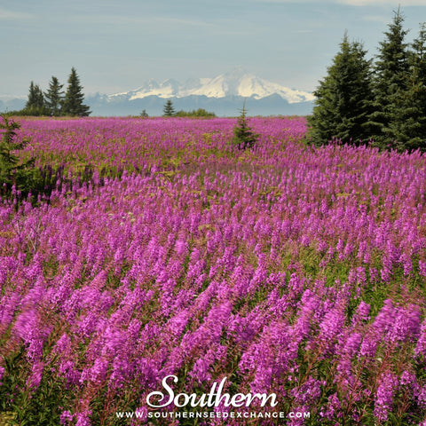 Fireweed (Willowherb) – 100 Seeds, additional product view 2