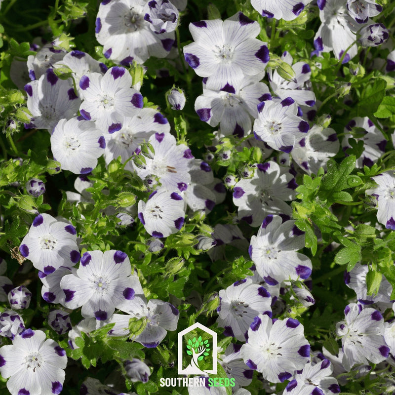 Load image into Gallery viewer, Five Spot – 50 Seeds
