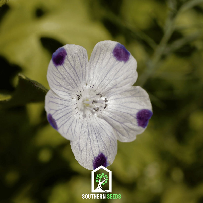 Load image into Gallery viewer, Five Spot – 50 Seeds
