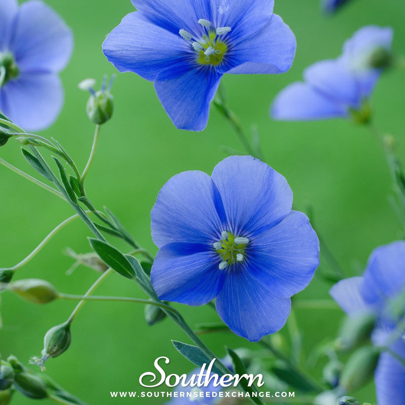 Load image into Gallery viewer, Blue Flax – 100 Seeds
