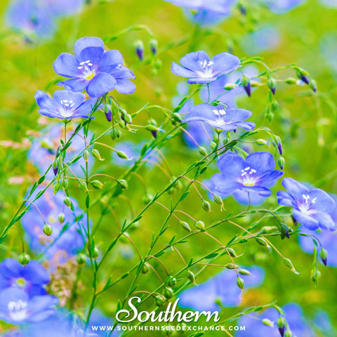 Blue Flax – 100 Seeds, additional product view 2
