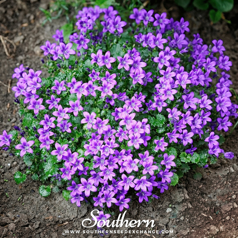 Load image into Gallery viewer, Blue Flax – 100 Seeds
