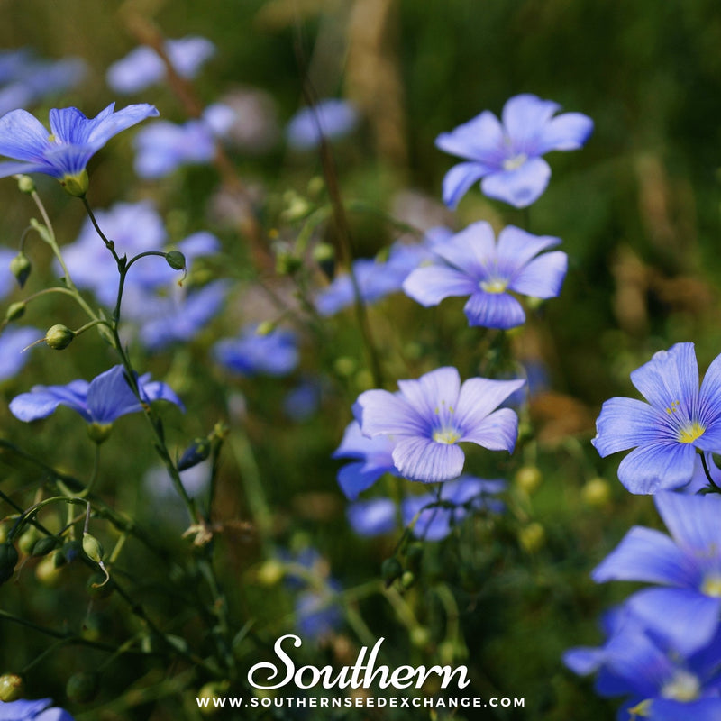 Load image into Gallery viewer, Blue Flax – 100 Seeds

