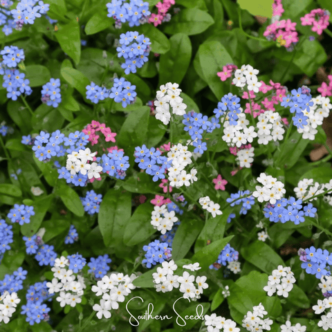 Forget Me Not Mix 100 Seeds