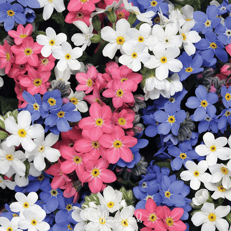 Load image into Gallery viewer, Forget Me Not Mix – 100 Seeds
