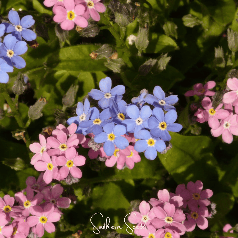 Load image into Gallery viewer, Forget Me Not Mix – 100 Seeds
