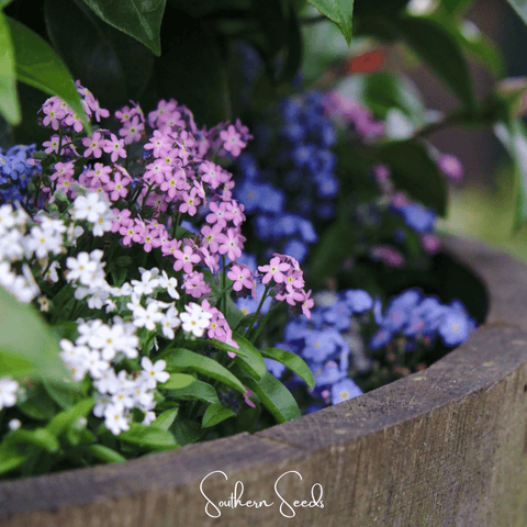 Forget Me Not Mix – 100 Seeds, additional product view 2