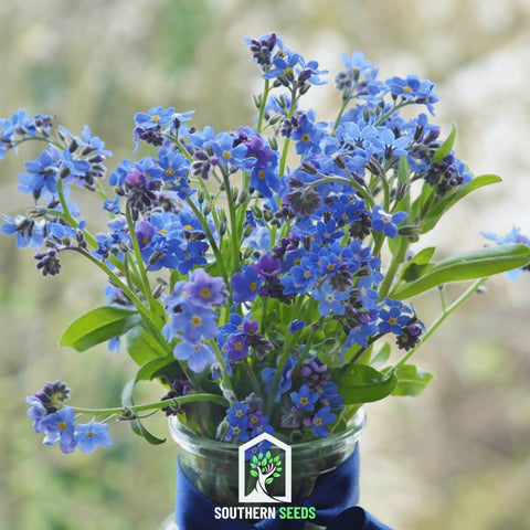 Forget Me Not – 100 Seeds, additional product view 2