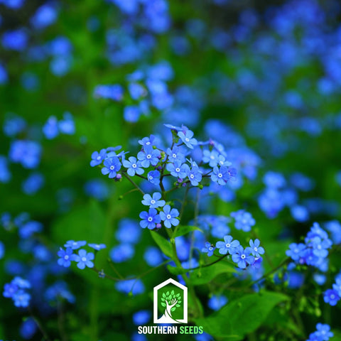 Forget Me Not 100 Seeds