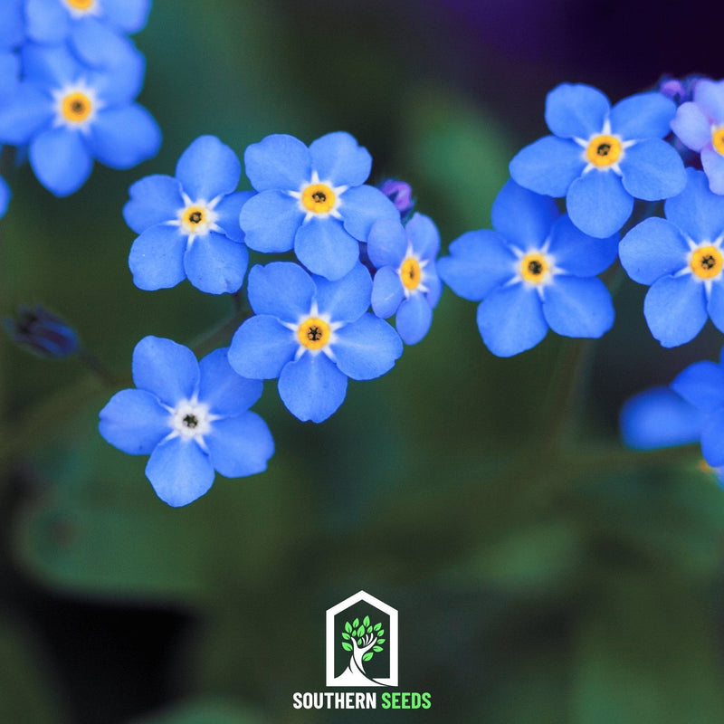 Load image into Gallery viewer, Forget Me Not – 100 Seeds
