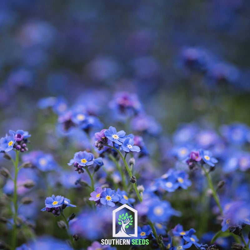 Load image into Gallery viewer, Forget Me Not – 100 Seeds

