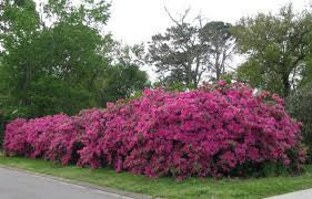 Load image into Gallery viewer, Formosa Indica Azalea
