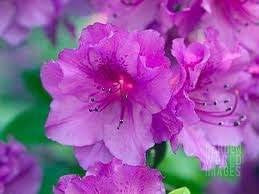 Formosa Indica azalea