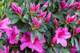 Formosa Indica Azalea, additional product view 2