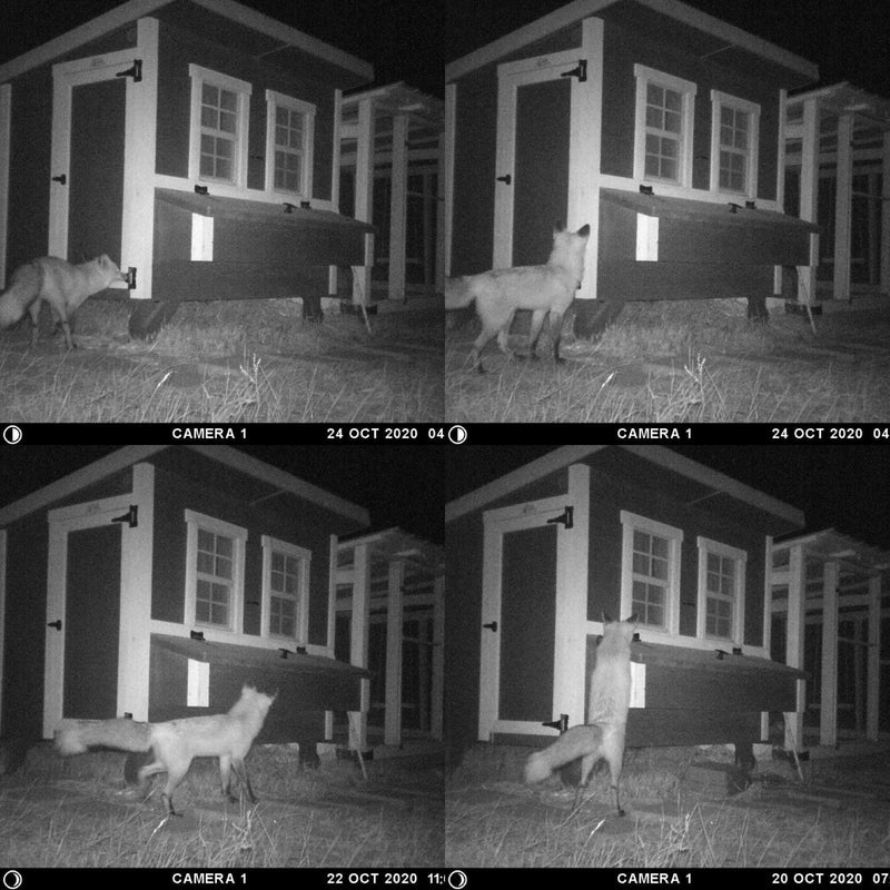 Load image into Gallery viewer, Medium Chicken Coop - Up to 10 Chickens
