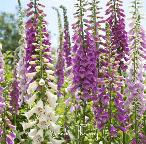 Foxy Foxglove mix seeds package, 200 count, GrowTime Garden Supply