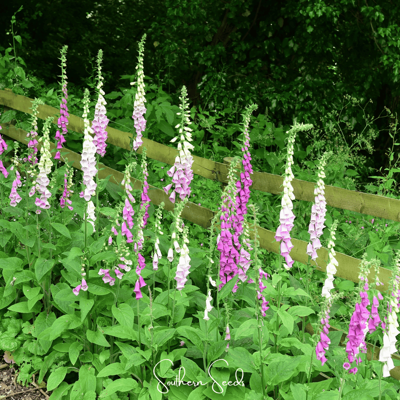 Load image into Gallery viewer, Foxy Foxglove Mix – 200 Seeds
