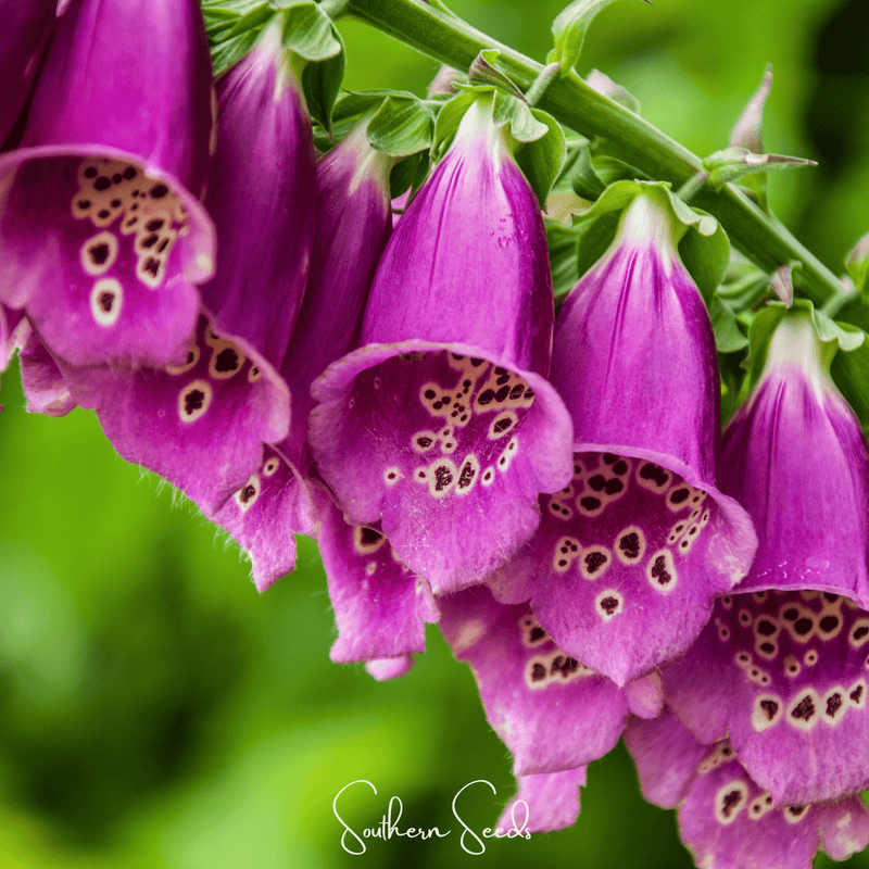 Load image into Gallery viewer, Foxy Foxglove Mix – 200 Seeds
