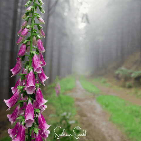 Foxy Foxglove Mix – 200 Seeds, additional product view 2
