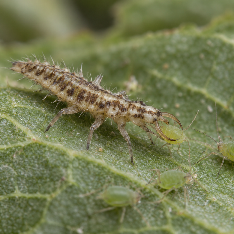 Load image into Gallery viewer, Green Lacewing Larvae
