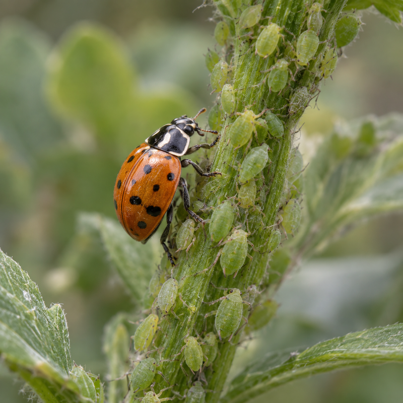 Load image into Gallery viewer, Ladybugs
