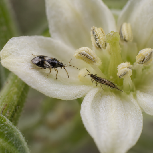 Orius insidiosus