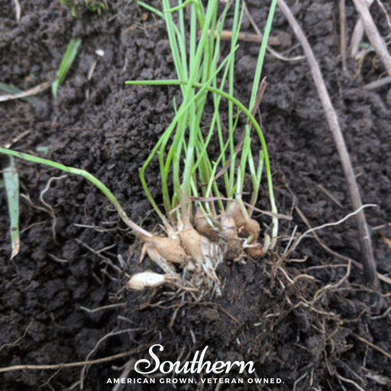 Load image into Gallery viewer, Wild Garlic – 25 Seeds
