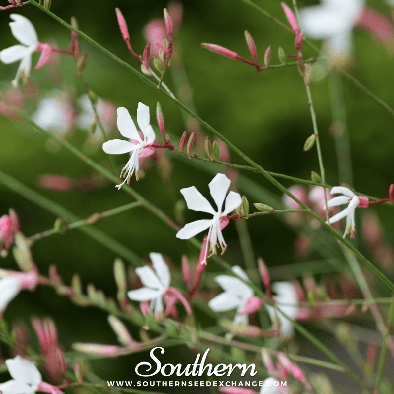 Load image into Gallery viewer, Gaura – 50 Seeds
