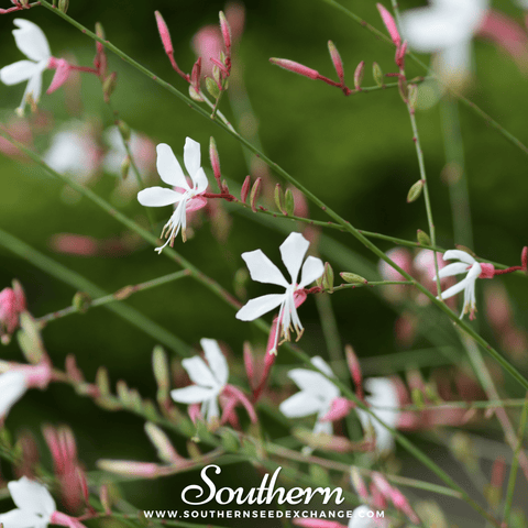 Gaura – 50 Seeds, additional product view 2