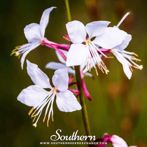 Gaura seeds package, 50 count, GrowTime Garden Supply