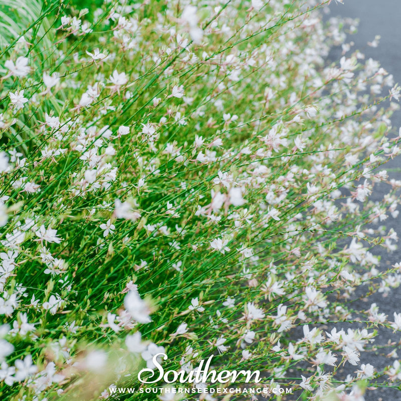 Load image into Gallery viewer, Gaura – 50 Seeds
