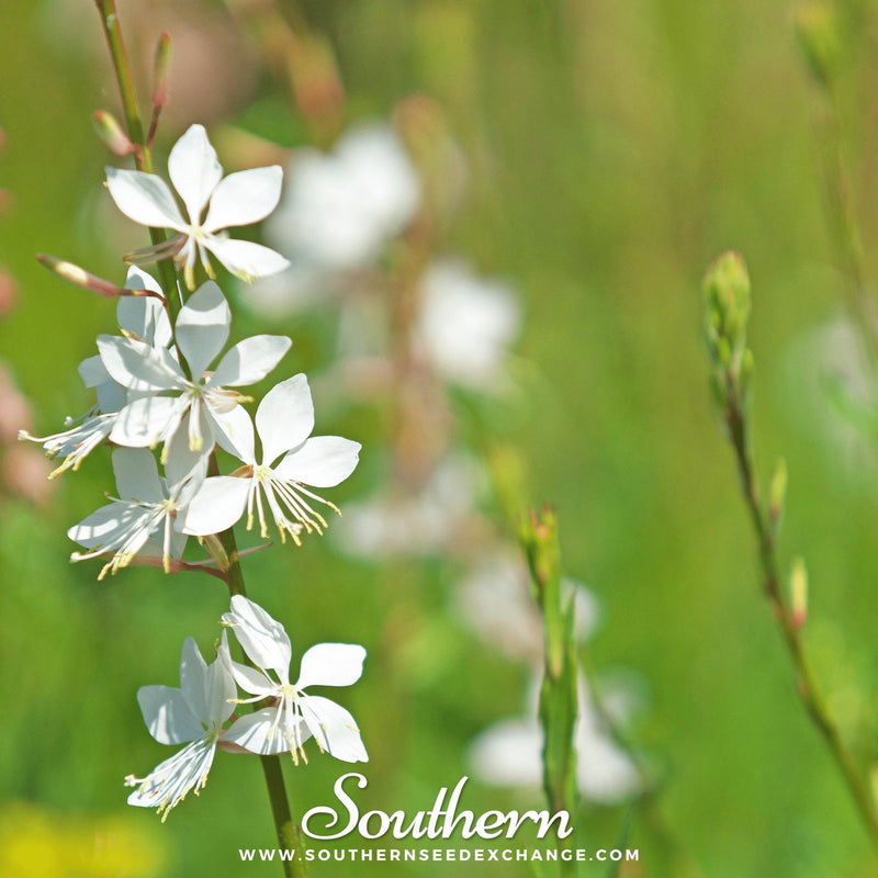 Load image into Gallery viewer, Gaura – 50 Seeds
