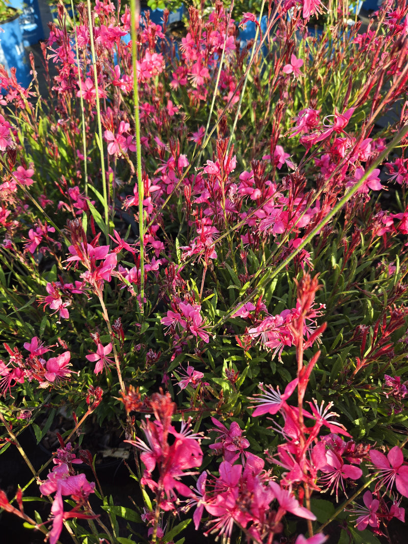 Load image into Gallery viewer, Gaura Belleza™ Dark Pink | Beeblossom
