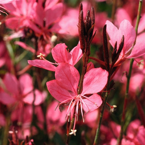 Gaura Belleza Dark Pink, Beeblossom
