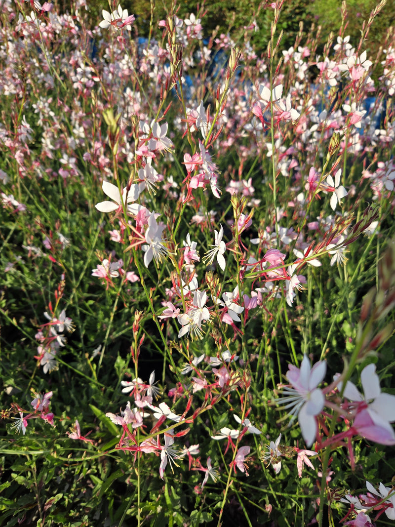 Load image into Gallery viewer, Gaura Rosy Jane PP# 22290 | Beeblossom
