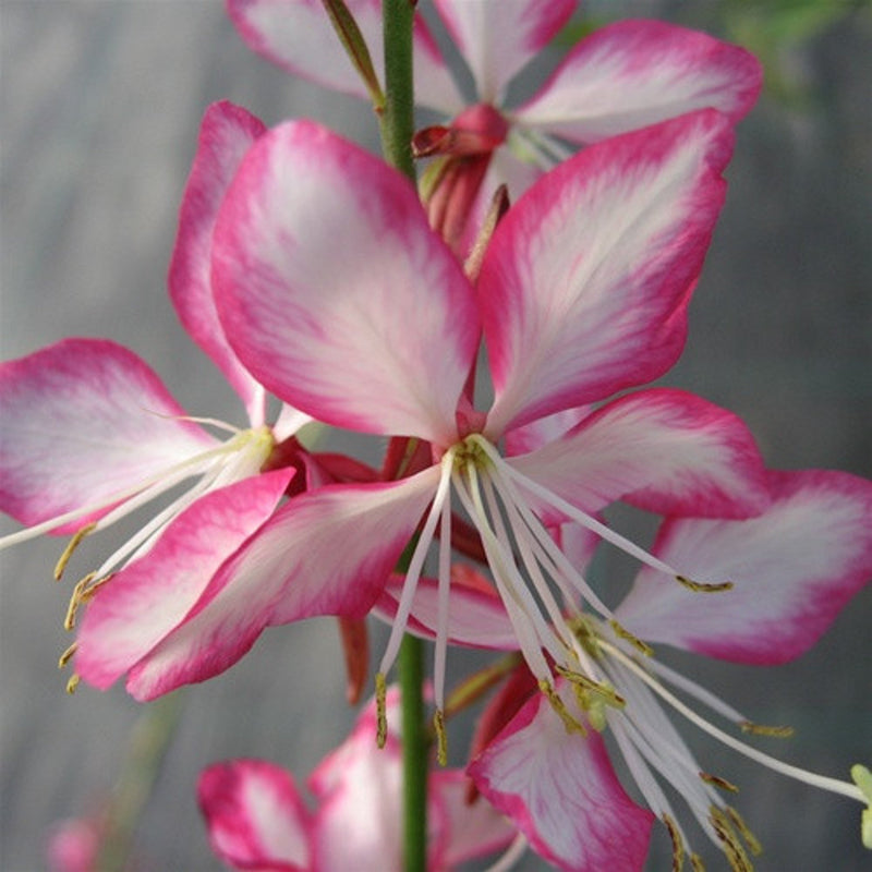 Load image into Gallery viewer, Gaura Rosy Jane PP# 22290 | Beeblossom
