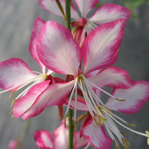 Gaura Rosy Jane, Beeblossom