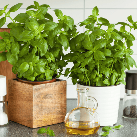 Genovese Basil seeds package, 250 count, GrowTime Garden Supply